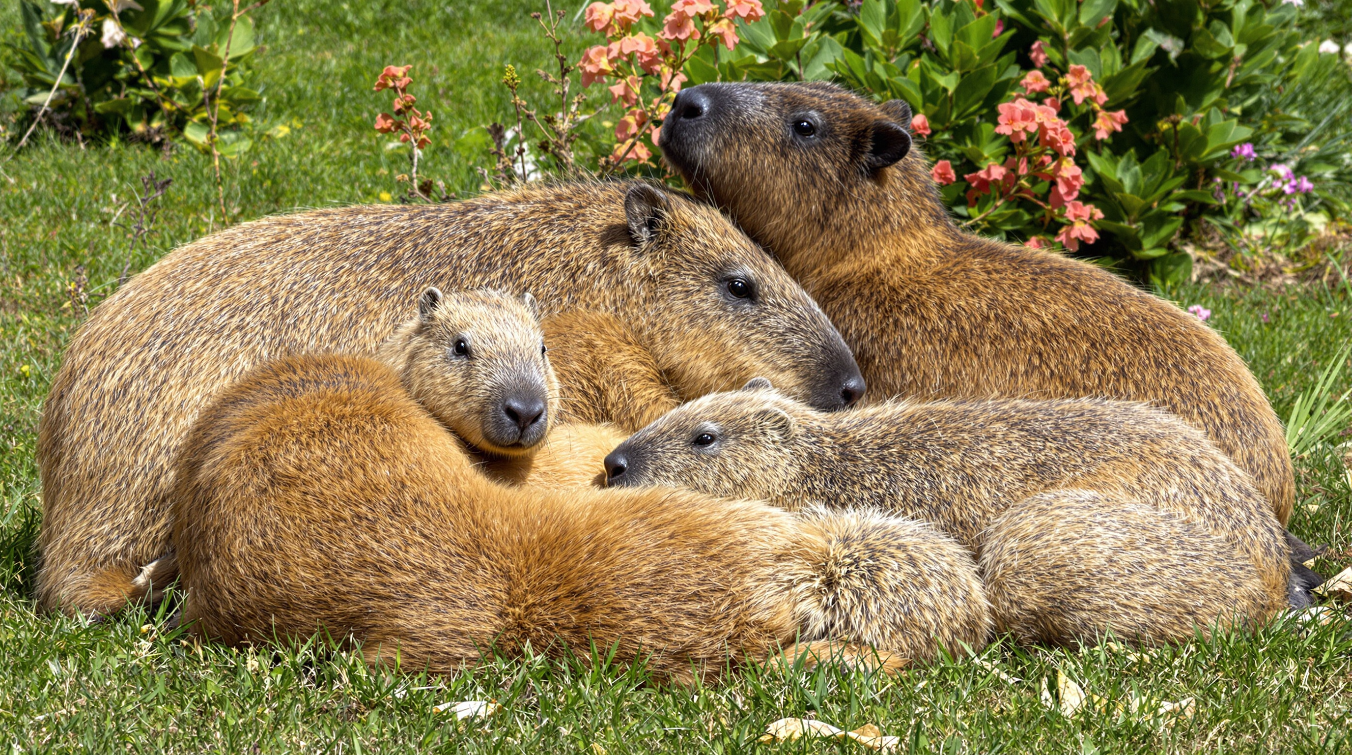 Group of capybaras
